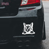 Paw Prints Forever