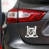 Paw Prints Forever